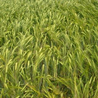 Compra CEBADA CIB 777 R1 (25 Kgr.). en la tienda online Fito Agrícola