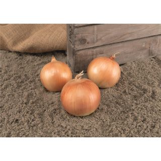 Compra CEBOLLA ALMAGRO F1 Precisión - NCC " Sin Tratar" (250.000 Semillas) en la tienda online Fito Agrícola