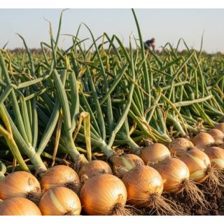 Compra CEBOLLA ATALAYA (250.000 Semillas) en la tienda online Fito Agrícola