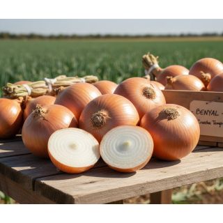 Compra CEBOLLA BENYAL (250.000 Semillas) en la tienda online Fito Agrícola