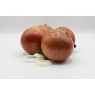 Compra CEBOLLA CENTAURO F1 Pildorada (25.000 Semillas) en la tienda online Fito Agrícola