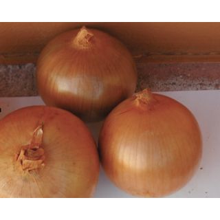 Compra CEBOLLA DORABELLA F1 (100.000 Semillas) en la tienda online Fito Agrícola