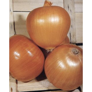 Compra CEBOLLA DORATA DI BOLOGNA (500 gr.) en la tienda online Fito Agrícola