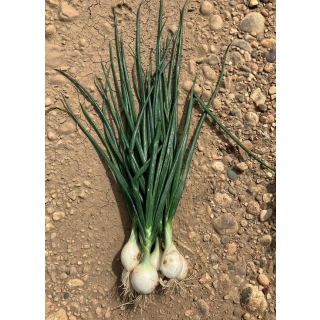 Compra CEBOLLA FLORENTINA F1 (100.000 Semillas) en la tienda online Fito Agrícola