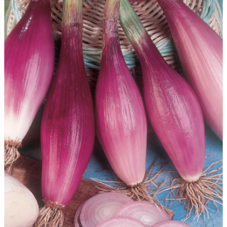 Compra CEBOLLA ROSSA LUNGA DI FIRENZE Pildorada (5.000 Semillas) en la tienda online Fito Agrícola