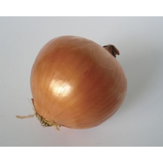 Compra CEBOLLA PITAGORA F1 Pildorada (25.000 Semillas) en la tienda online Fito Agrícola