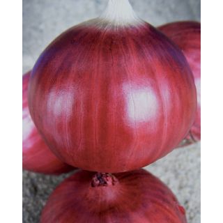 Compra CEBOLLA ROSSA DI TROPEA TONDA Pildorada (25.000 Semillas) en la tienda online Fito Agrícola
