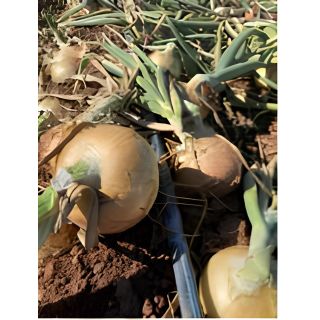 Compra CEBOLLA TARDANA F1 (100.000 Semillas). en la tienda online Fito Agrícola