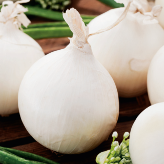 Compra CEBOLLA TONDA MUSONA Pildorada (25.000 Semillas) en la tienda online Fito Agrícola