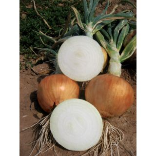 Compra CEBOLLA URANIA F1 Pildorada (25.000 Semillas) en la tienda online Fito Agrícola