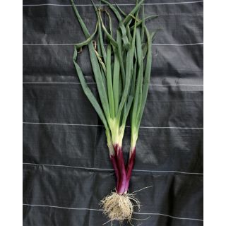 Compra CEBOLLA APACHE (10.000 Semillas) en la tienda online Fito Agrícola