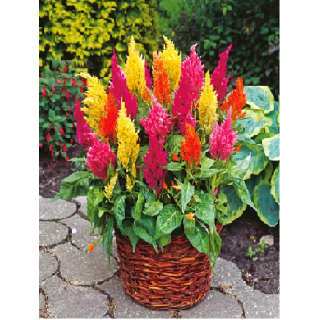 Compra CELOSÍA PLUMOSA HOPKIN FORMULA MIX (1.000 Semillas) en la tienda online Fito Agrícola