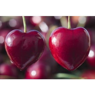 Compra CEREZO SUMMIT en la tienda online Fito Agrícola