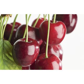 Compra CEREZO 13S 3-13 en la tienda online Fito Agrícola