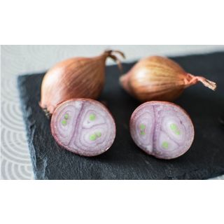 Compra CHALOTA DE SIEMBRA NOBLESSE 15/35 (500 gr.). en la tienda online Fito Agrícola