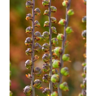 Compra CHASMANTHE SATURNUS (25 Unid.). en la tienda online Fito Agrícola