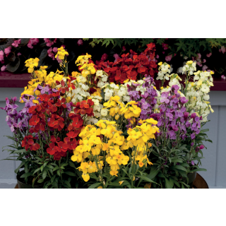 Compra CHEIRANTHUS CHEIRI SUGAR RUSH FORMULA MIX (1000 Semillas). en la tienda online Fito Agrícola