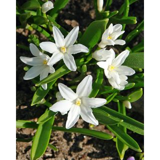 Compra CHIONODOXA LUCILIAE ALBA (100 Unid.). en la tienda online Fito Agrícola