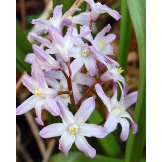 Compra CHIONODOXA PINK GIANT (100 Unid.). en la tienda online Fito Agrícola