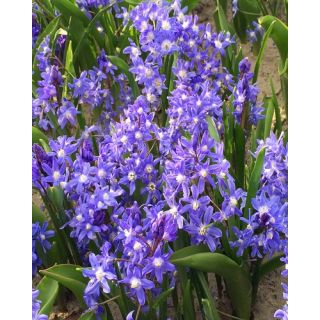 Compra CHIONODOXA SARDENSIS (100 Unid.). en la tienda online Fito Agrícola