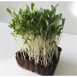 Compra CILANTRO MONOGERMEN MICROGREENS ECOLÓGICO (500 gr.). en la tienda online Fito Agrícola