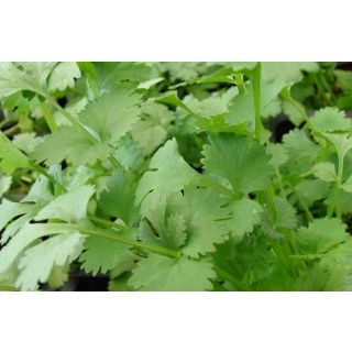 Compra CILANTRO ECOLÓGICO ME11 en la tienda online Fito Agrícola