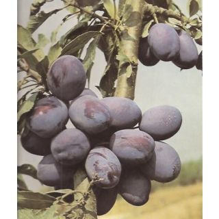 Compra CIRUELO STANLEY en la tienda online Fito Agrícola