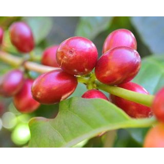 Compra CAFÉ ARÁBICA en la tienda online Fito Agrícola