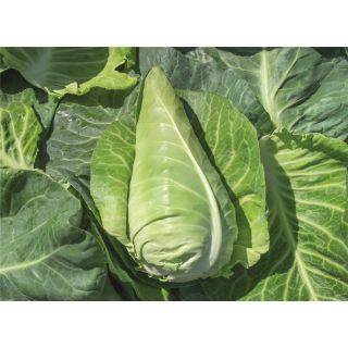 Compra COL FERNANDO F1 Precisión ECOLÓGICA (1.000 Semillas). en la tienda online Fito Agrícola