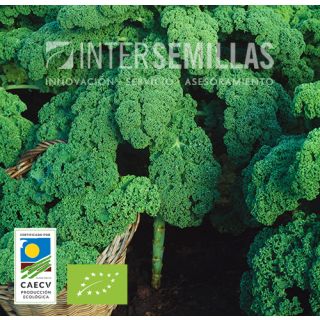 Compra COL KALE WESTLANDSE HERFST ECOLÓGICA (100 gr.). en la tienda online Fito Agrícola