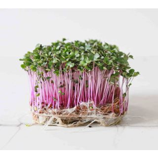 Compra COL ROJA MICROGREENS ECOLÓGICA (5 Kgr.). en la tienda online Fito Agrícola