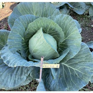 Compra COL BILIARDO F1 (2.500 Semillas). en la tienda online Fito Agrícola