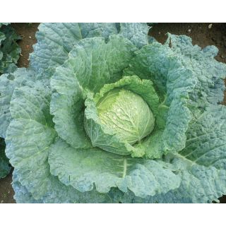 Compra COL CONQUISTA F1 (2.500 Semillas). en la tienda online Fito Agrícola