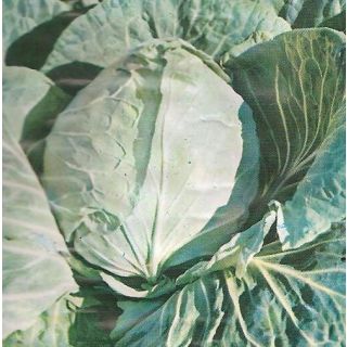 Compra COL CORAZÓN DE BUEY GRANDE (100 gr.). en la tienda online Fito Agrícola