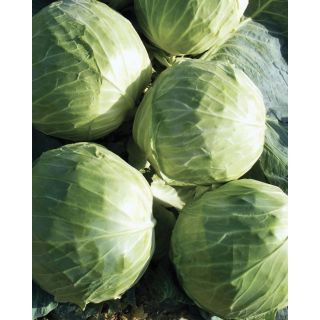 Compra COL GAZEBO F1 (2.500 Semillas). en la tienda online Fito Agrícola