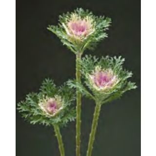 Compra COL ORNAMENTAL CRANE F1 FEATHER KING Pildorada (1000 Semillas). en la tienda online Fito Agrícola