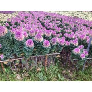 Compra COL ORNAMENTAL CRANE F1 RUFFLE ROSA Pildorada (1000 Semillas). en la tienda online Fito Agrícola