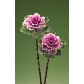 Compra COL ORNAMENTAL FLARE F1 ROSE Pildorada (1000 Semillas). en la tienda online Fito Agrícola