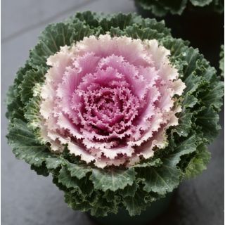 Compra COL ORNAMENTAL ONDULADA ROSA (144 Plantas). en la tienda online Fito Agrícola