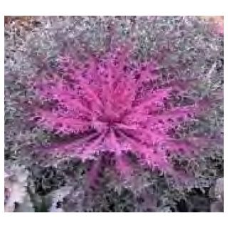 Compra COL ORNAMENTAL PEACOCK F1 ROJA (1000 Semillas). en la tienda online Fito Agrícola