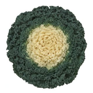 Compra COL ORNAMENTAL RIZADA BLANCA (144 Plantas). en la tienda online Fito Agrícola