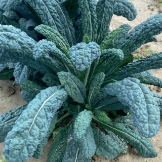 Compra COL LACINIADA NEGRA DE TOSCANA (2.500 Semillas). en la tienda online Fito Agrícola