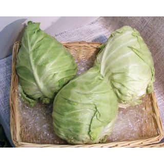 Compra COL VORTICE F1 (2.500 Semillas). en la tienda online Fito Agrícola