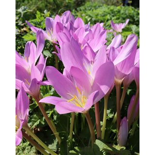 Compra COLCHICUM AUTUMNALE (10 Unid.). en la tienda online Fito Agrícola