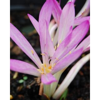 Compra COLCHICUM CILICICUM (10 Unid.). en la tienda online Fito Agrícola
