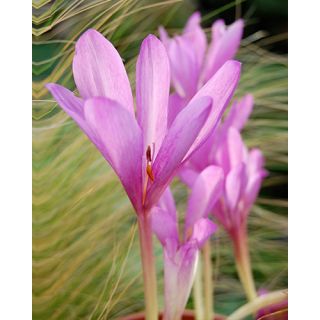 Compra COLCHICUM GIANT (10 Unid.). en la tienda online Fito Agrícola