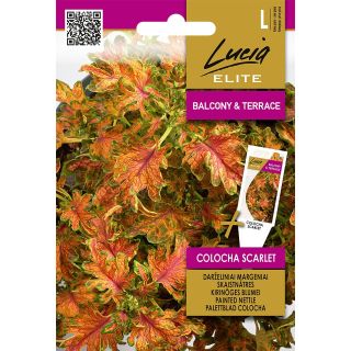 Compra COLEOS BLUMEI COLOCHA ESCARLATA (25 Semillas). en la tienda online Fito Agrícola