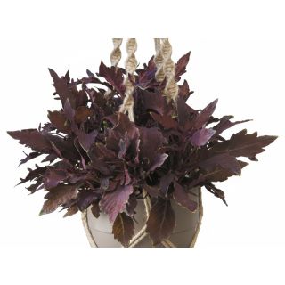 Compra COLEOS FLAME THROWER HABANERO (125 Plantas). en la tienda online Fito Agrícola