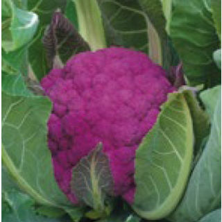 Compra COLIFLOR GRAFFITI (2.500 Semillas) en la tienda online Fito Agrícola