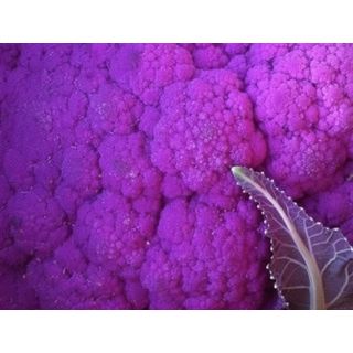 Compra COLIFLOR MORADA MS6 en la tienda online Fito Agrícola